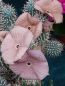 Preview: Hoodia ruschii